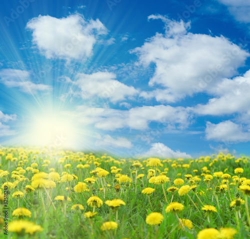 Photo: Yellow flowers on field Yellow flowers on field