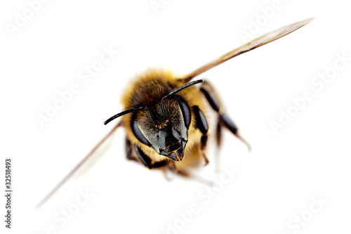 Photo: Western honey bee in flight, with sharp focus on its head Western honey bee in flight, with sharp focus on its head