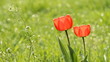Two Red tulips on the green field Two Red tulips on the green field
