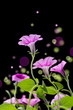 Abstract Bell Flowers design over black