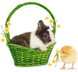 rabbit in green basket and chicken rabbit in green basket and chicken