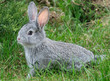 rabbit on the green grass rabbit on the green grass