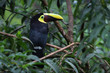 Swainson Tukan (Ramphastos swainsonii)