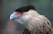 Schopfkarakara / Southern Crested Caracara / Caracara plancus
