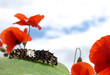 Caterpillar of the swallowtail butterfly (Papilio machaon). Caterpillar of the swallowtail butterfly (Papilio machaon).