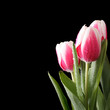 Pink tulips on black background Pink tulips on black background