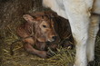 new born