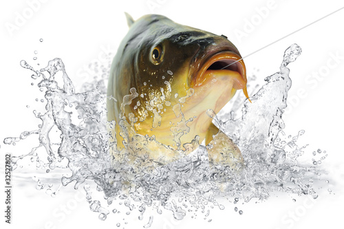 Foto: Fische 102 Fische 102
