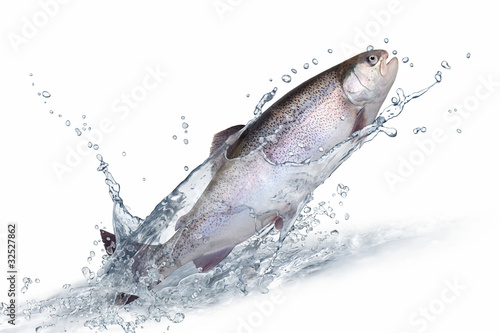 Photo: Fische 135 Fische 135