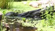 Video: Tortuga Tortuga