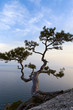 Lonely juniper tree at sunset Lonely juniper tree at sunset