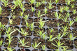 Semillero de planteles de cipreses en un vivero