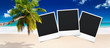 plage cocotier photo