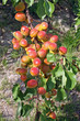 Branche d abricots Branche d abricots