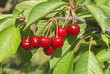 Premières cerises