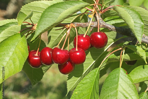 Foto: Premières cerises Premières cerises