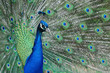 Pfau 3