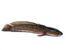 Channa striata  fish