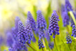 Garden Muscari