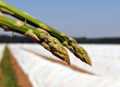 Foto: Zwei Stängel grüner Spargel Zwei Stängel grüner Spargel