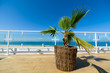 Palm tree