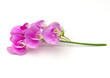 Sweet Pea
