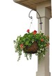 Hanging flower basket isolated