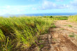 Sugar Cane fields of St Kitts