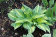 Hosta plant leaves