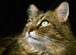 Handsome adult maine coon cat on black background