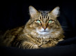 Handsome adult maine coon cat on black background
