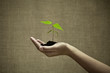 Green plant