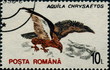 Aquila chrysaetos - Golden Eagle - Aigle royal. Aquila chrysaetos - Golden Eagle - Aigle royal.