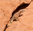 Western Chuckwalla lizard