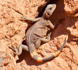 Chuckwalla lizard