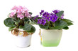 Room flowers a violet (Saintpaulia) Room flowers a violet (Saintpaulia)