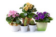 Room flowers: violets (Saintpaulia),Kalanchoe and cactus Room flowers: violets (Saintpaulia),Kalanchoe and cactus