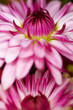 Foto: Dahlienblüte Dahlienblüte