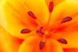 Foto: Orange Lilie von oben Orange Lilie von oben