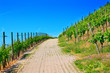 Weinreben