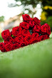 rote Rosen
