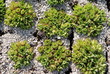 Foto: Hauswurz Hauswurze Sempervivum tectorum Dachwurz Dach Hauswurz Hauswurze Sempervivum tectorum Dachwurz Dach