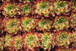 Foto: guiseppii Dickblattgewächs Makro Begrünung Hauswurz Sempervivum guiseppii Dickblattgewächs Makro Begrünung Hauswurz Sempervivum
