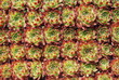 Foto: Hauswurz Sempervivum guiseppii Dickblattgewächs Wurz Begrünung Hauswurz Sempervivum guiseppii Dickblattgewächs Wurz Begrünung