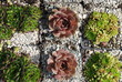 Foto: Sempervivum Chivalry brunneifolium Jovibarba sobolifera Sempervivum Chivalry brunneifolium Jovibarba sobolifera