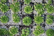 Foto: Hauswurz Sempervivum montanum Bergsteinrose Berg Steinrose Hauswurz Sempervivum montanum Bergsteinrose Berg Steinrose