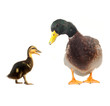 ducks