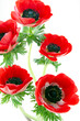 Anemone flowers