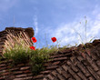 Ruins of an ancient brick wall and poppies.