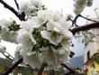 Spring has come. Spring has come.